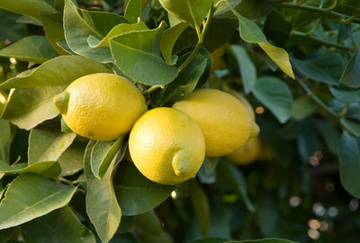 Lemon